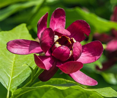 Calycanthus &Aphrodite& 